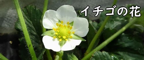 イチゴの育て方 人工受粉 有機栽培でおいしい野菜作り