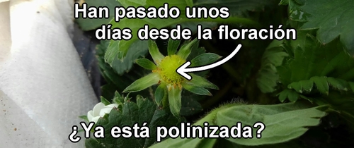 Flores que han florecido desde hace unos días