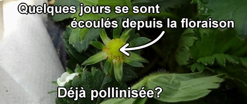 Des fleurs qui ont fleuri depuis quelques jours