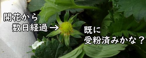 開花から数日経った花