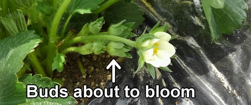 Strawberry buds that will bloom soon