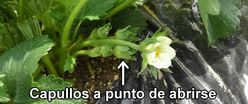 Brotes de fresa que van a florecer pronto