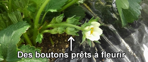Des boutons de fraise (fraisier) qui vont bientôt fleurir