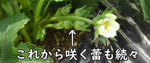 これから咲く蕾