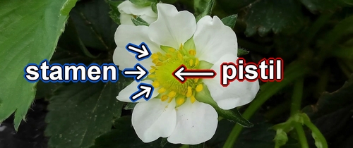 The stamen and pistil of the strawberry