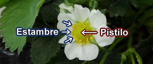 El estambre y el pistilo de la fresa (frutilla)