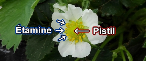 L’étamine et le pistil de la fraise (fraisier)