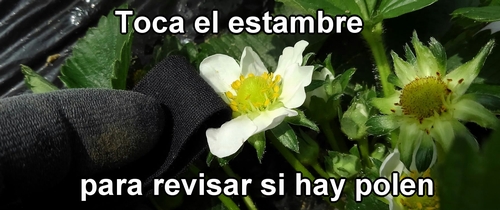 Revisa si el polen sale del estambre