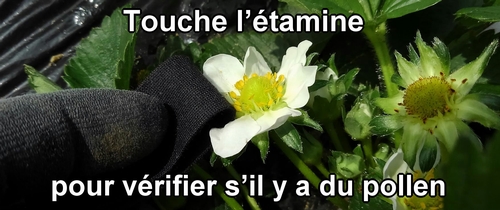 Vérifie si le pollen sort de l’étamine