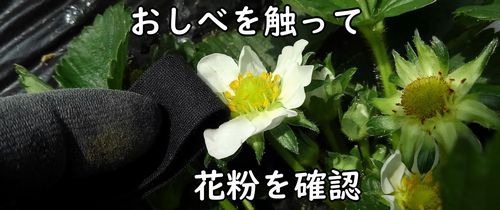 おしべから花粉がでているか確認