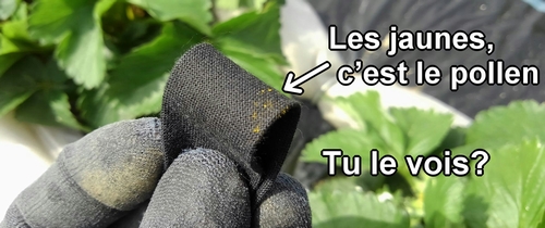 Pollen de fraise (fraisier)