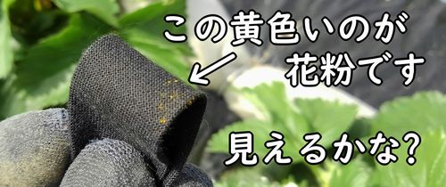 いちごの花粉