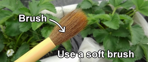 The brush used for pollinating strawberries