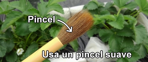 El pincel que se usa para polinizar las fresas (frutilla)