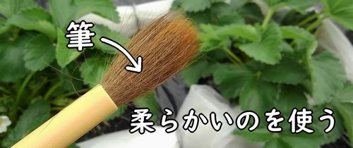 いちごの受粉に使う筆