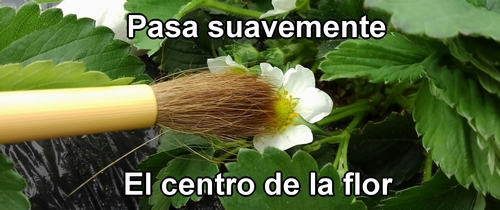 Polinización manual de las fresas