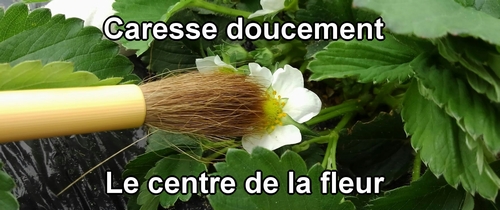 Pollinisation manuelle des fraises