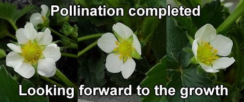 Pollination of strawberries completed
