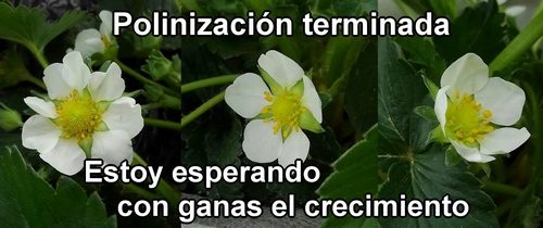 Polinización de las fresas terminada