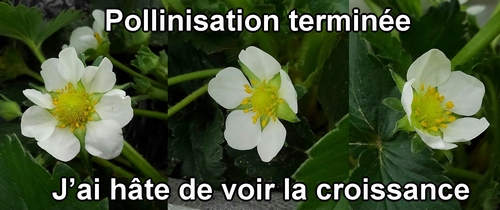 Pollinisation des fraises (fraisier) terminée