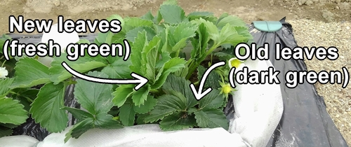 New leaves of strawberries and old leaves of strawberries