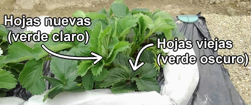 Hojas nuevas de las fresas (frutilla) y hojas viejas de las fresas