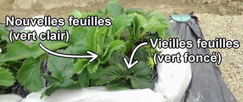 Nouvelles feuilles des fraises (fraisier) et vieilles feuilles des fraises