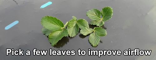 Prune the leaves to improve air circulation around the strawberry plants