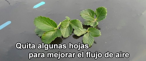 Corta las hojas para mejorar la circulación de aire alrededor de las plantas de fresa (frutilla)