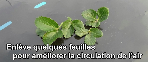 Taille les feuilles pour améliorer la circulation de l’air autour des plants de fraises (fraisier)