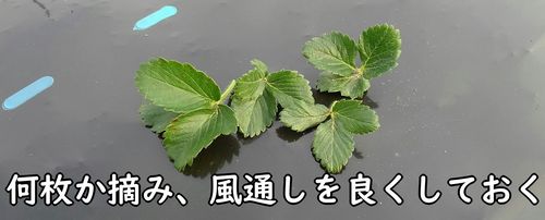 摘葉して、いちごの株の風通しを良くする