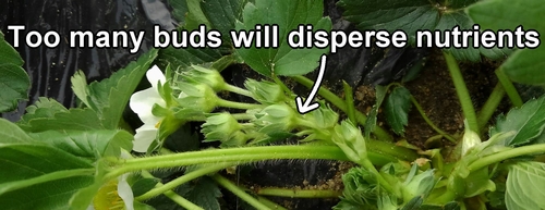 Strawberry (Japanese Houkou-wase strawberry) inflorescence