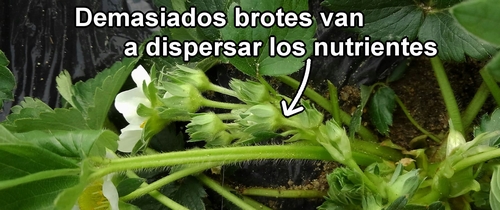 Inflorescencia de fresa (fresa japonesa Houkou-wase)