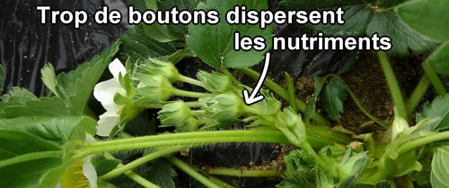 Inflorescence de fraise (fraise japonaise Houkou-wase)