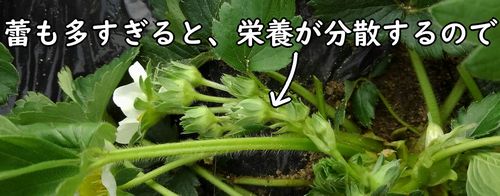 いちご（宝交早生いちご）の花房