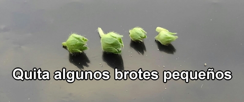 Los brotes de fresa (frutilla) quitados