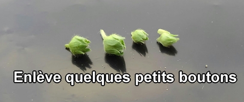 Les boutons de fraise (fraisier) enlevés