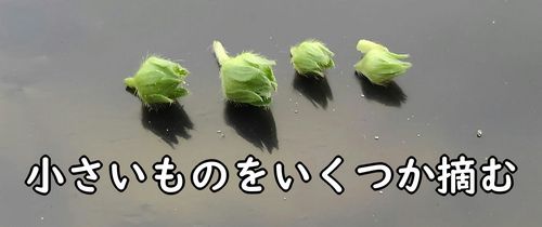 摘み取ったいちごの蕾