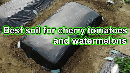 Best soil for cherry tomatoes and watermelons
