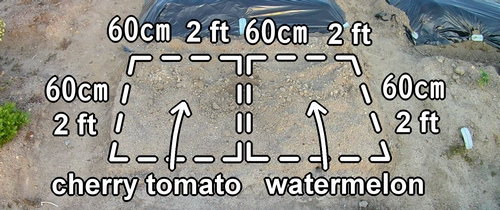 Cultivation area for cherry tomatoes and watermelons