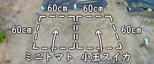 ミニトマト（プチトマト）と小玉スイカの栽培区画