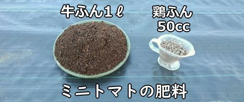 ミニトマトの肥料（完熟発酵の牛糞堆肥と鶏糞が元肥）