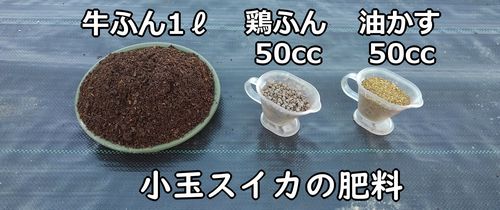 ミニトマトと小玉スイカの育て方 土作り 有機栽培でおいしい野菜作り