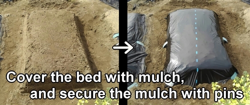 Cover the bed with mulch