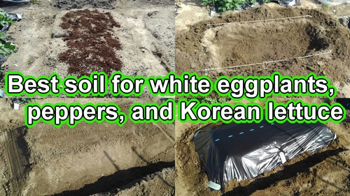 Best soil for white eggplants, bell peppers, and Korean lettuce