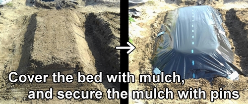 Cover the bed with mulch