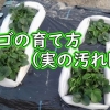 Strawberry plant care（Keeping strawberries off the ground with non-woven fabric