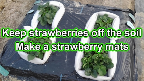 How to make a strawberry mats (Keeping strawberries off the ground)
