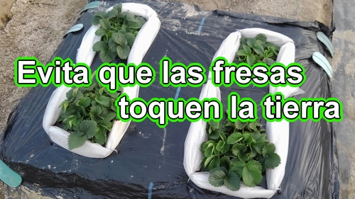 Cómo hacer tapetes para las fresas (Mantener las fresas fuera del suelo)