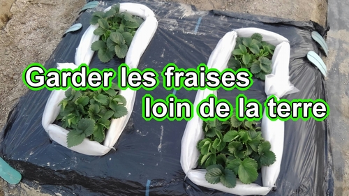 Comment faire des tapis pour les fraises (Garder les fraises hors du sol)